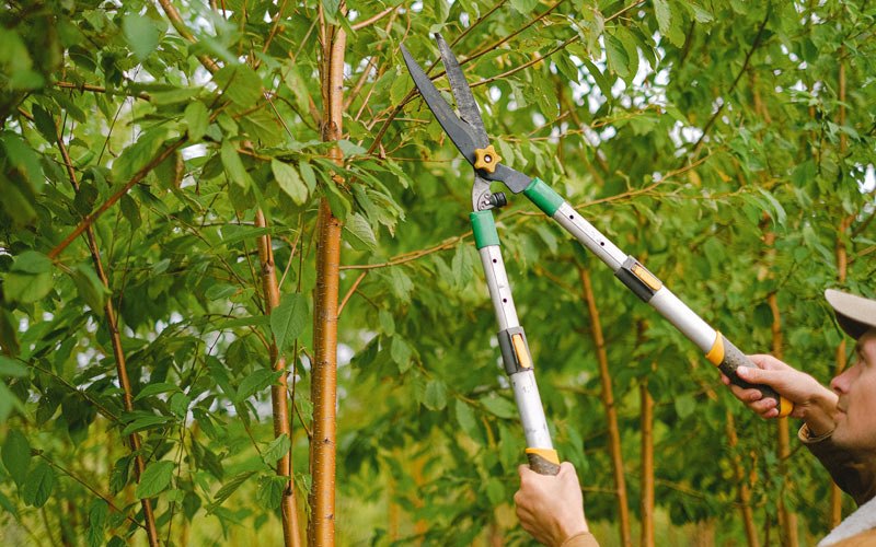 Tree trimming in Shushan, NY